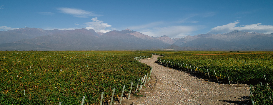 Growing season at the vineyard